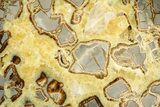 Polished Septarian Slab - Utah #381478-1